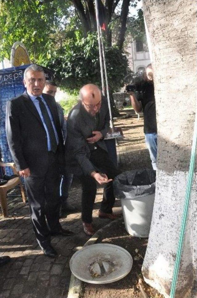 Giresun’da Çürüyen Asırlık Ağaç Park Halindeki Araçların Üstüne Devrildi