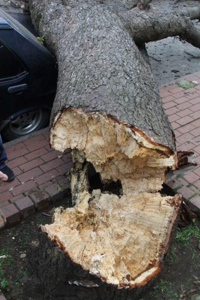 Giresun’da Çürüyen Asırlık Ağaç Park Halindeki Araçların Üstüne Devrildi