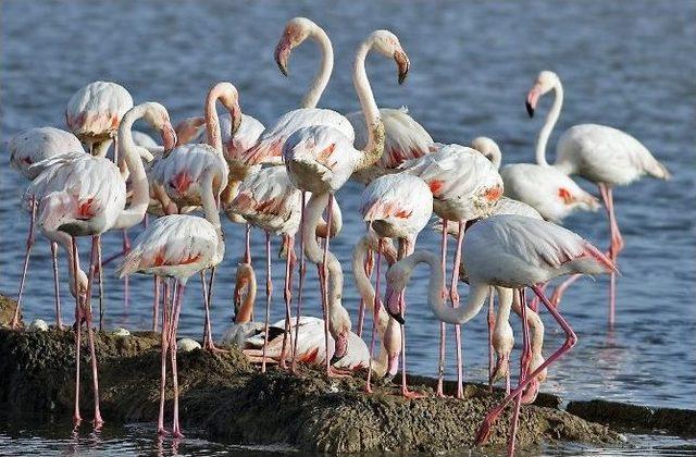 Flamingo Adası İki Yılda 14 Bin Flamingonun Doğumuna Tanıklık Etti