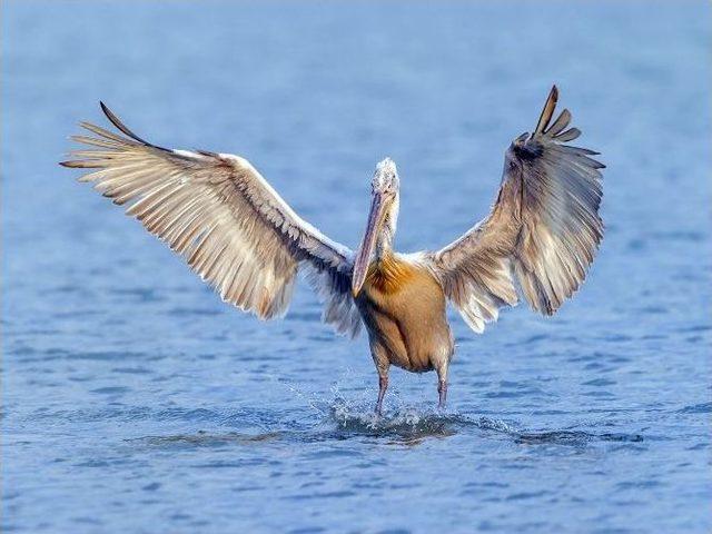 Flamingo Adası İki Yılda 14 Bin Flamingonun Doğumuna Tanıklık Etti