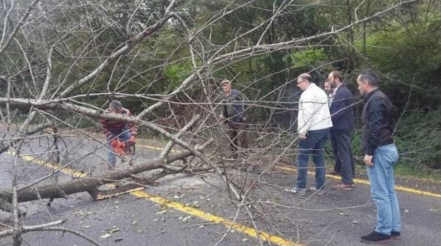 R&uuml;zgarın Devirdiği Ağa&ccedil; Yolu Kapattı