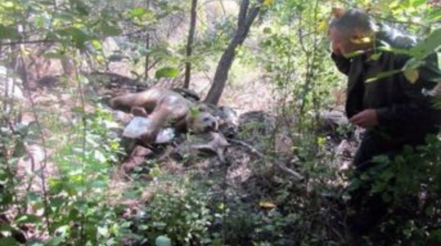 Tellere Takılan Boz Ayı Kurtarıldı