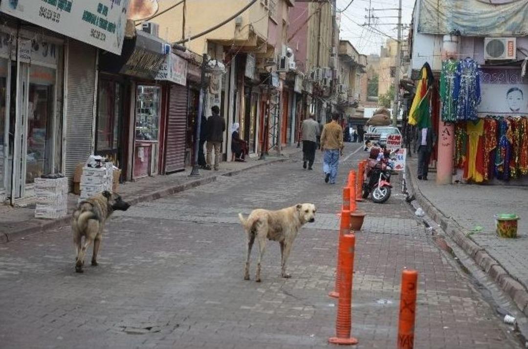 Viranşehir&rsquo;deki Başı Boş K&ouml;pekler Korkutuyor