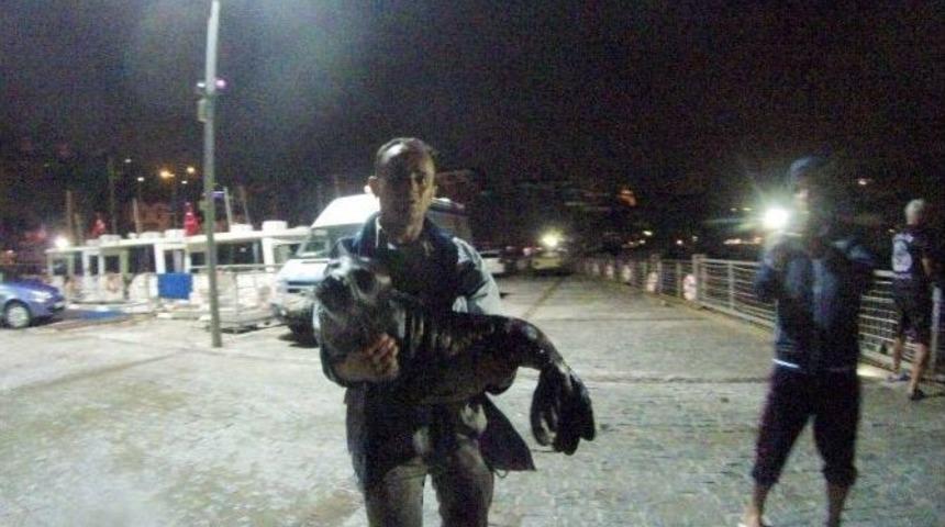 Şiddetli Fırtınada Annesini Kaybeden Yavru Fok Annesine Kavuştu