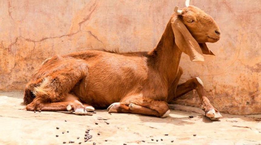 Böyle sapıklık görülmedi! Hamile keçiye 8 kişi tecavüz edip telef ettiler