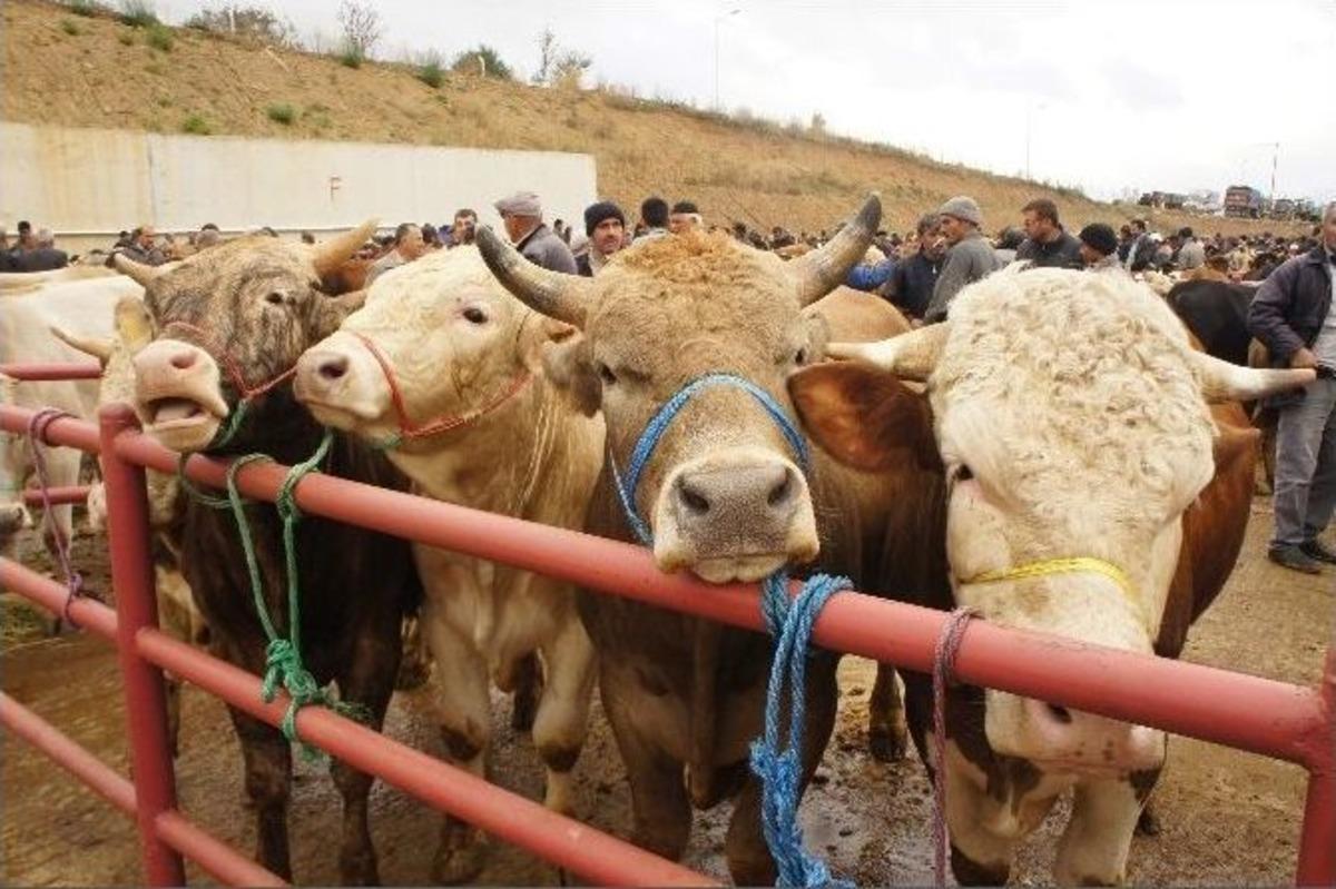 Kastamonu&rsquo;da İthal Hayvan Krizi Yaşanıyor