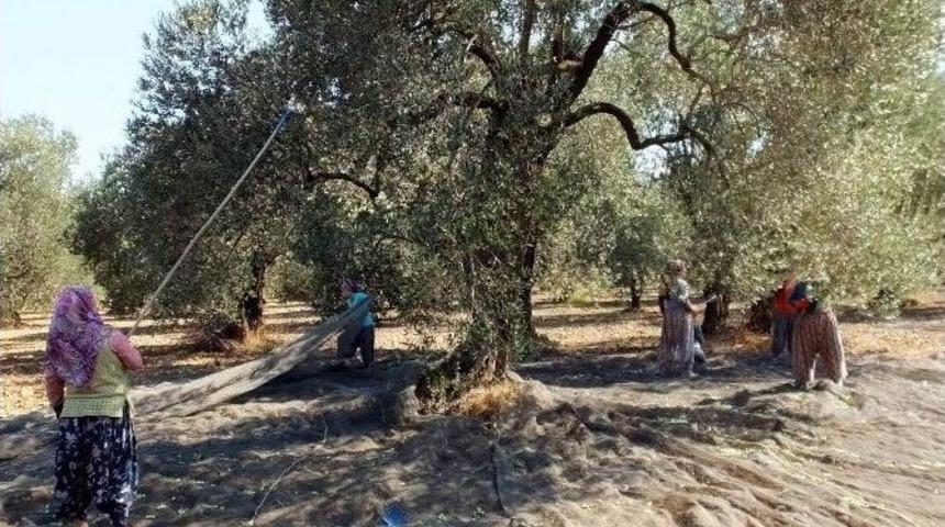 Aydın&rsquo;da Zeytin Hasadı Başladı