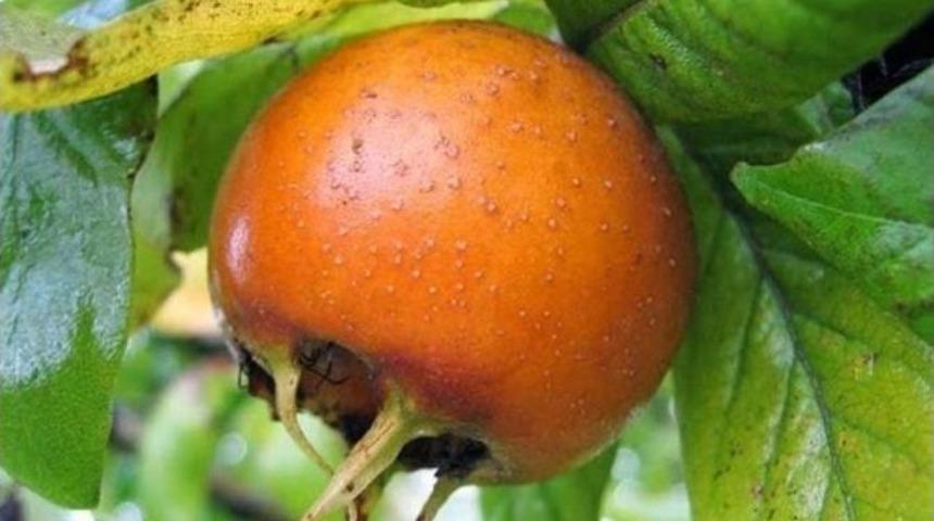 Binbir Derde Deva Muşmula &Ccedil;ayı!