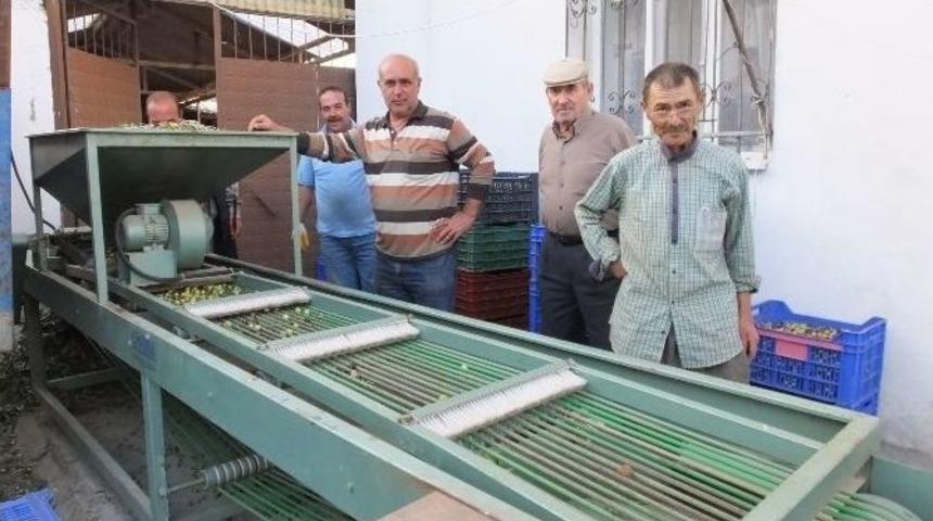 Zeytin Fiyatları &Uuml;reticiyi Sevindirdi