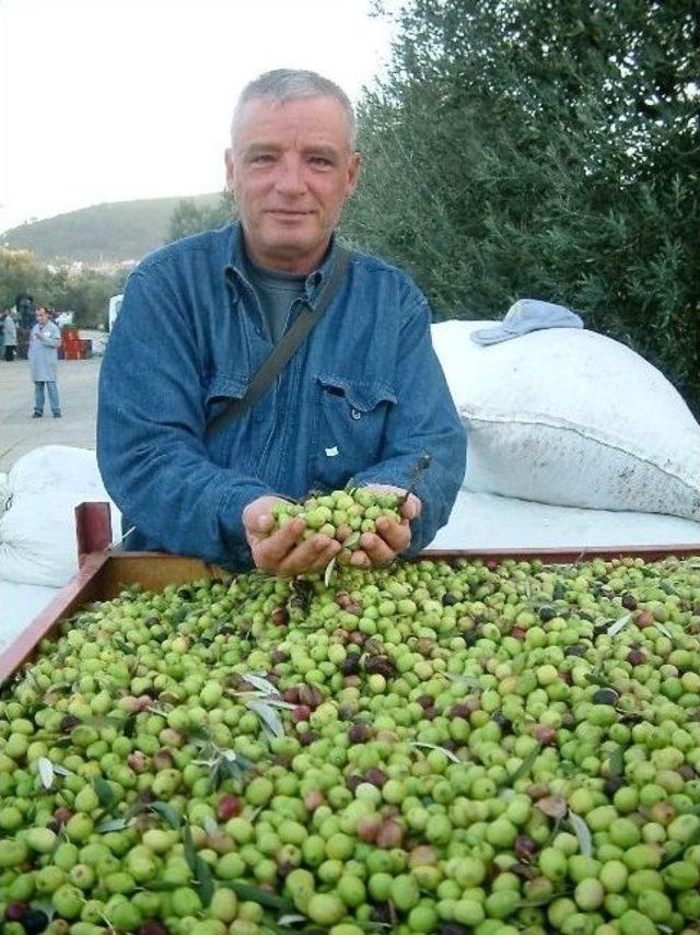 Zeytin Fiyatları Üreticiyi Sevindirdi