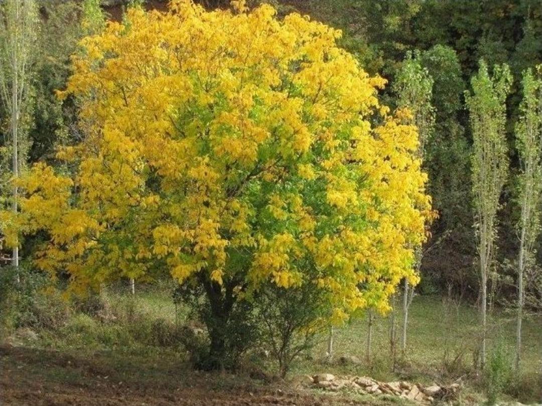 Bah&ccedil;esaray&rsquo;da Sonbahar G&uuml;zelliği