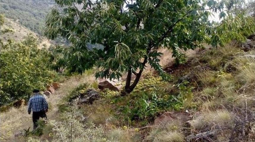 Aydın’da Kestane Hasadı Başladı