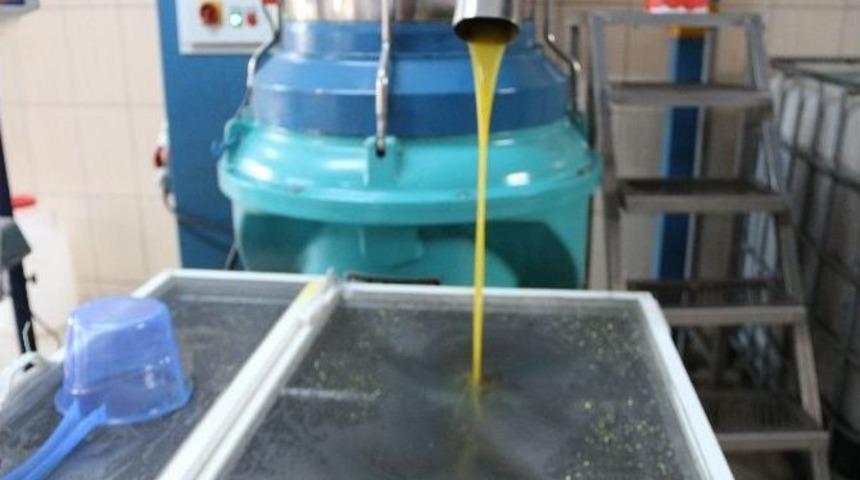 Zeytinyağı &Uuml;reticisini G&uuml;ld&uuml;rd&uuml;