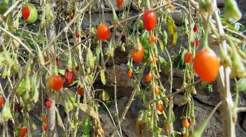 Kurt &Uuml;z&uuml;m&uuml; Bir&ccedil;ok Hastalığa İyi Geliyor