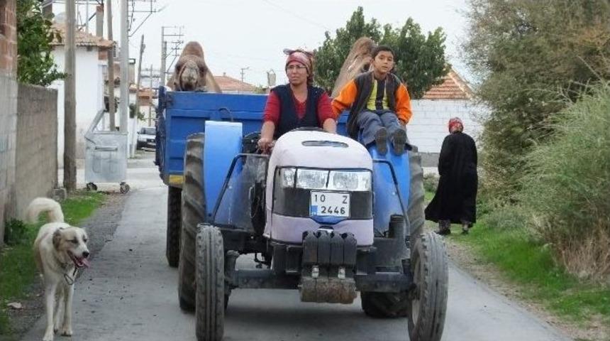 G&uuml;reş Develeri İ&ccedil;in İdman Zamanı