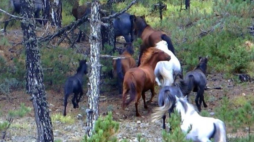 Domani&ccedil;&rsquo;te Osmanlı&rsquo;dan Kalma Yılkı Atları G&ouml;r&uuml;ld&uuml;