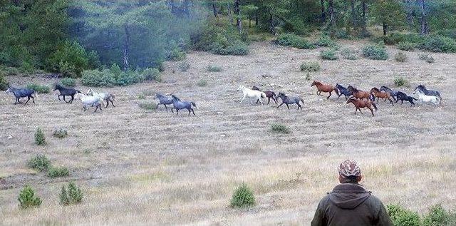 Domaniç’te Osmanlı’dan Kalma Yılkı Atları Görüldü