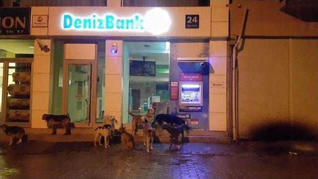 Tatil Bitti Barınaklar Sahipsiz Kalan Hayvanlarla Doldu