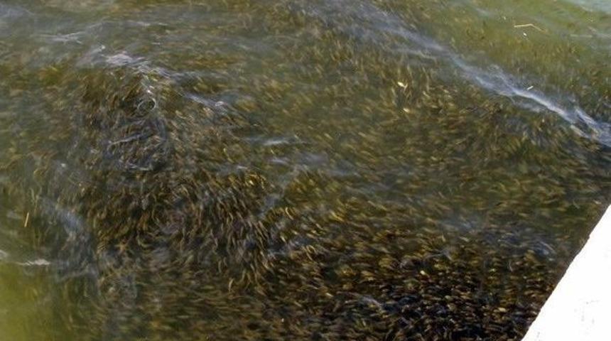 Keban Barajı&rsquo;na 92 Bin Yavru Balık Bırakıldı