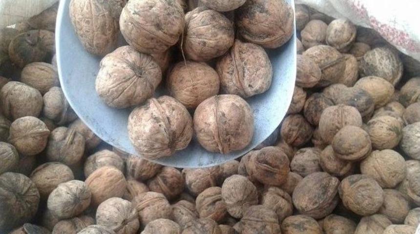 Tokat&rsquo;ta Ceviz Rekoltesinde Artış