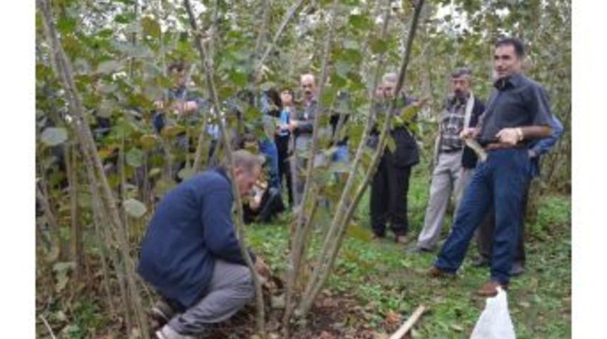 Fındıkta Verim Artacak