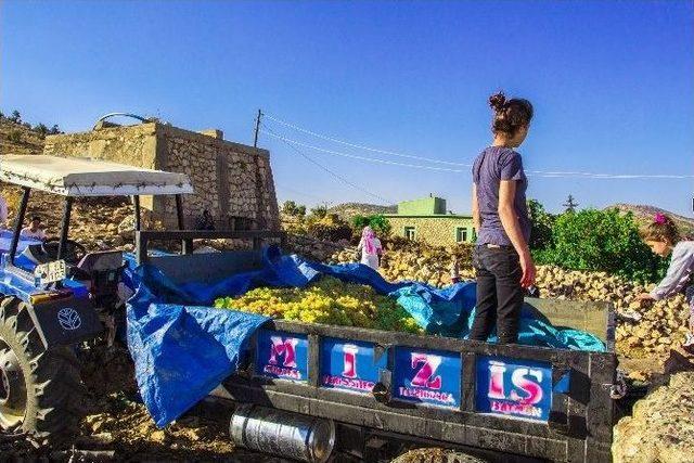 Dargeçit’te Pekmez Yapma Geleneği Devam Ediyor