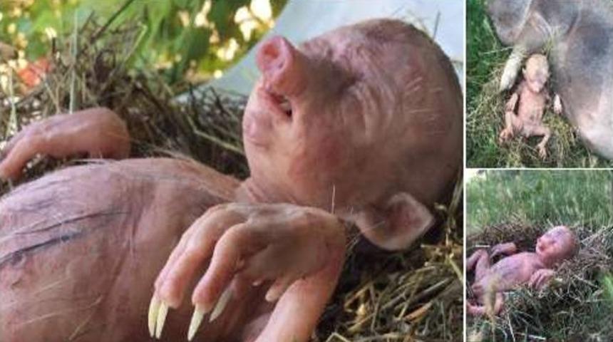 Görenler inanamadı! 'Domuz bebek' tüyleri diken diken etti!