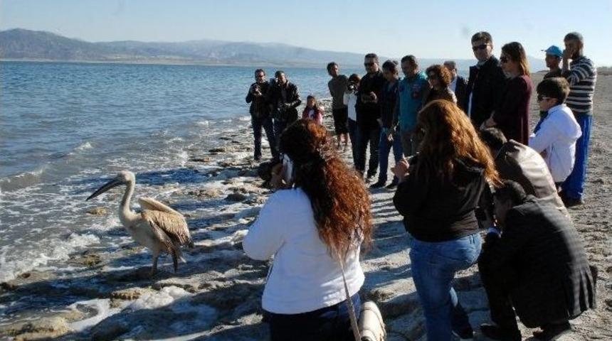 U&ccedil;maya Cesaret Edemeyen Pelikan Doğaya Bırakılamadı