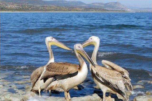 Uçmaya Cesaret Edemeyen Pelikan Doğaya Bırakılamadı