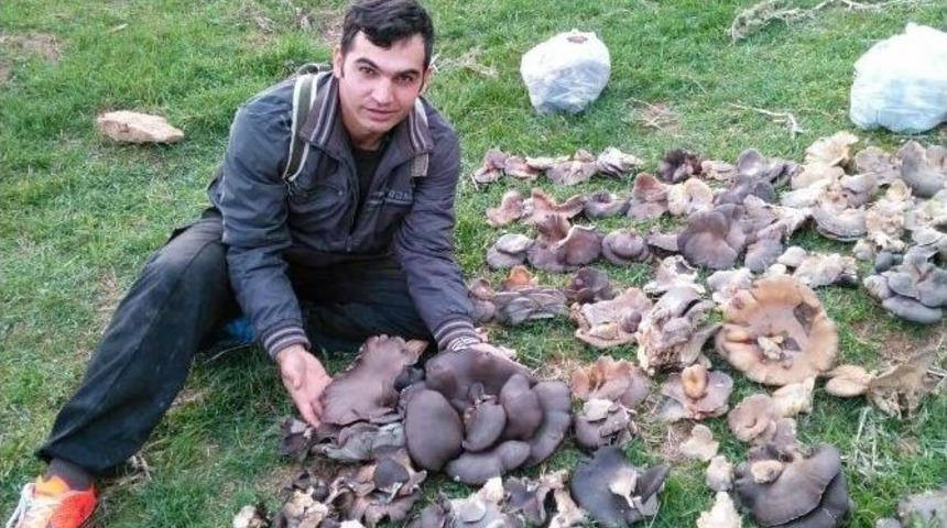 Yağışlarla Birlikte Mantar Bereketi Yaşanıyor