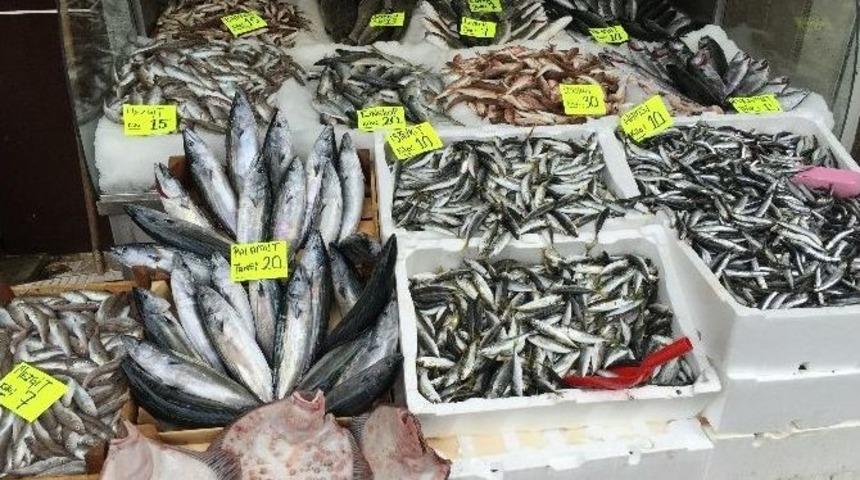Karadeniz&rsquo;de Balık Bolluğu