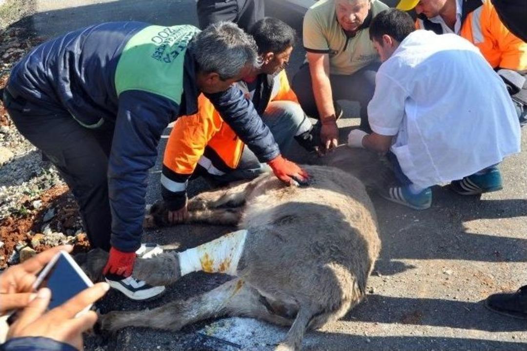 Kamyon Eşeklere &Ccedil;arptı: 1 Eşek Telef Oldu, 1 Eşek Yaralandı