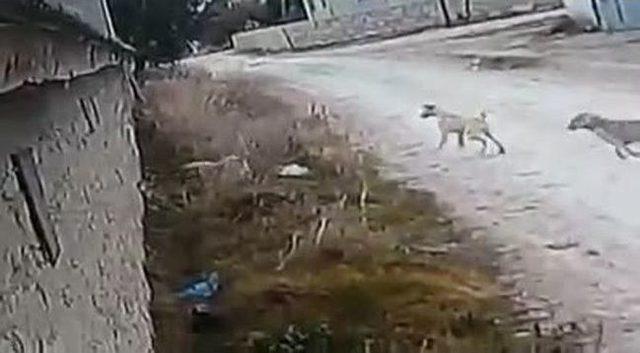 Yavru Kedilerin Sokağa Bırakılarak Köpeklerce Telef Edilmesi