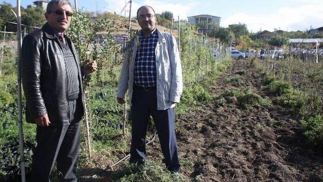 Goji Berry Bitkisi Kanser Tedavisinde Etkili Oluyor