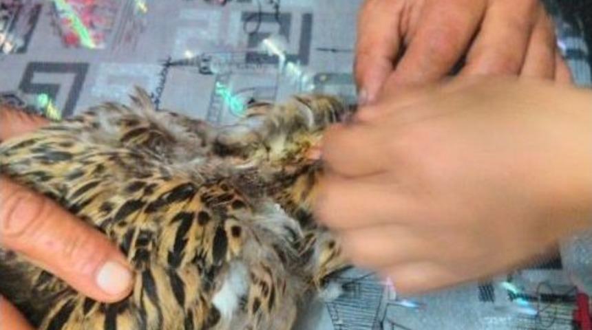 K&ouml;peğin Par&ccedil;aladığı &Ouml;rdek Hayata Tutundu