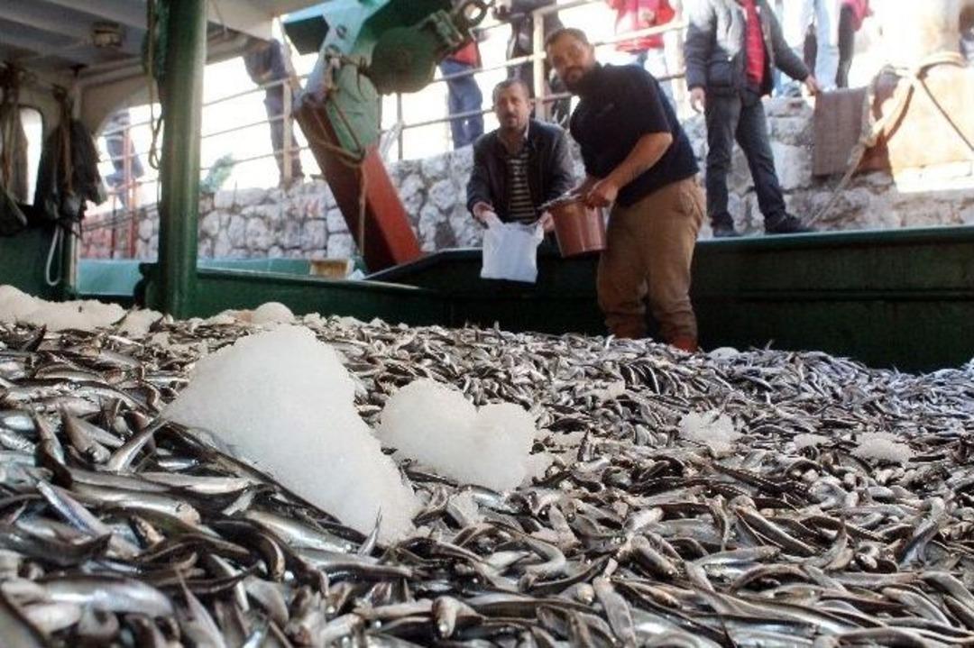 Poşetini Alan Ucuz Hamsiye Koştu