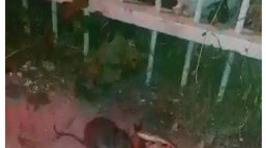 Fare Balığı Yedi, Kediler İzledi