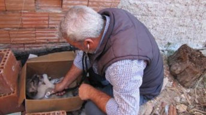 Yaralı K&ouml;pek Yavrusuna Veteriner Hekim Sahip &Ccedil;ıktı