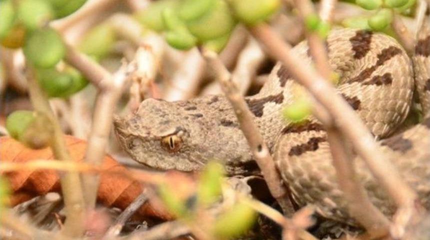 Bartın&rsquo;da Engerek Yılanı G&ouml;r&uuml;nt&uuml;lendi