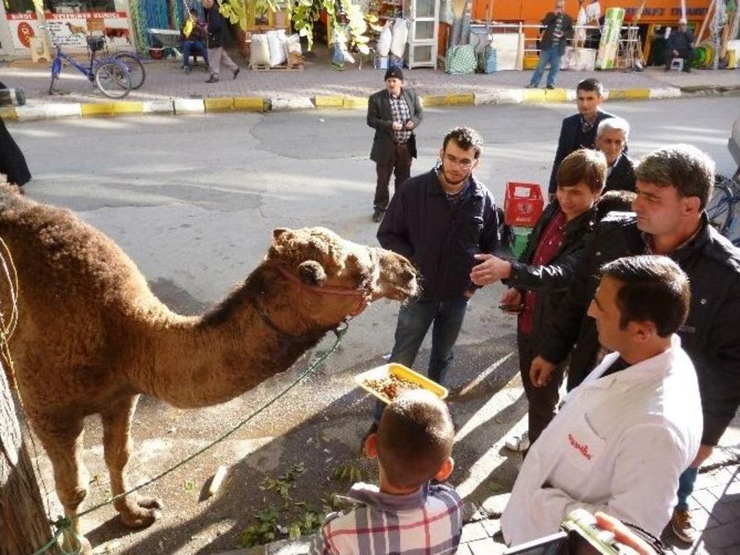 Deveyi &Ouml;nce Şehirde Gezdirerek Tanıttı, Sonra Keserek Satışa Sundu