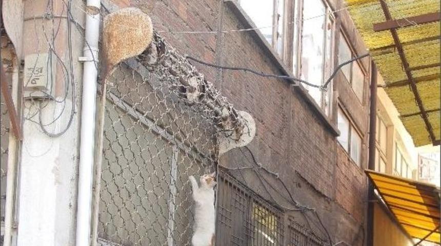 Sokak Kedisinin Av &Ccedil;abası Objektiflere Takıldı