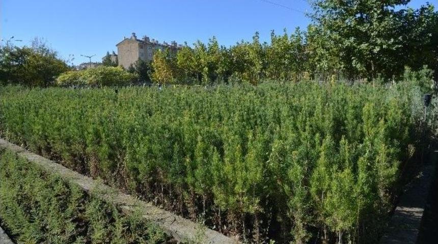 B&uuml;y&uuml;kşehir Belediyesi 952 Bin &Ccedil;i&ccedil;ek Ve Ağa&ccedil; &Uuml;retti