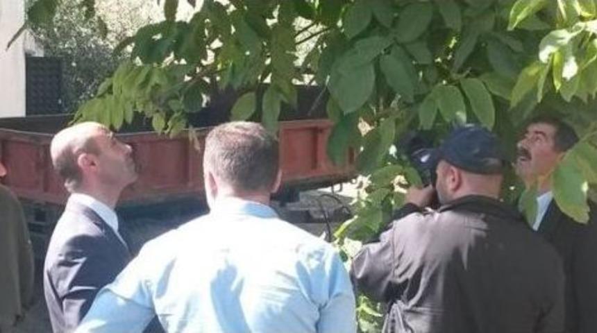 Ceviz Bu Yıl &Uuml;reticinin Y&uuml;z&uuml;n&uuml; G&uuml;ld&uuml;rd&uuml;