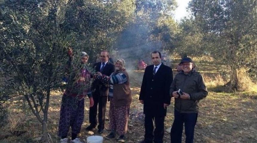 Burhaniye&rsquo;de Kaymakam &Ouml;ner Zeytin Hasadına Katıldı