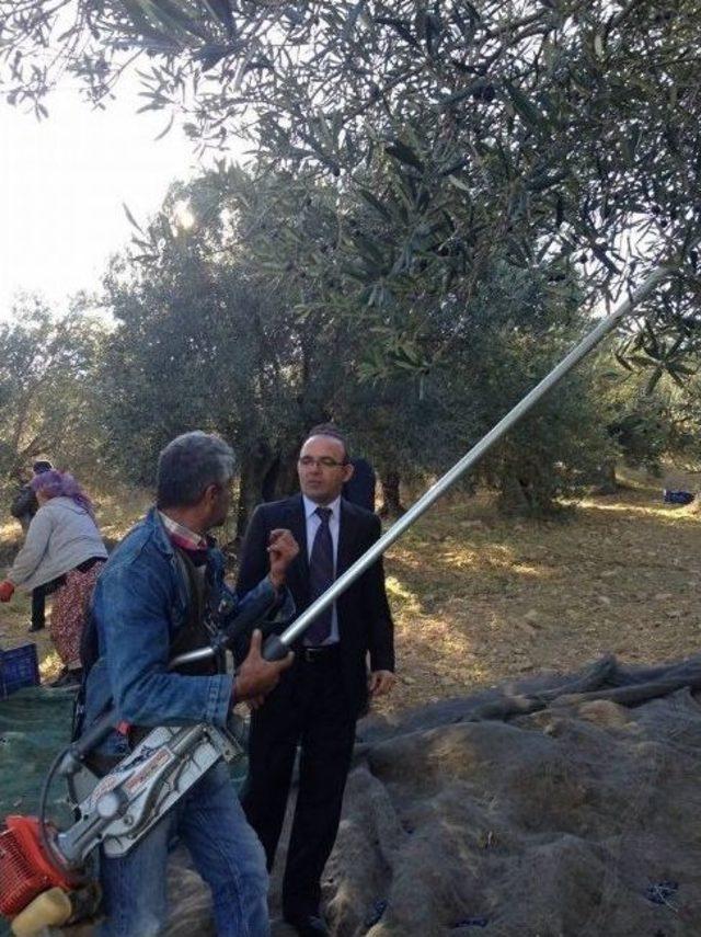 Burhaniye’de Kaymakam Öner Zeytin Hasadına Katıldı