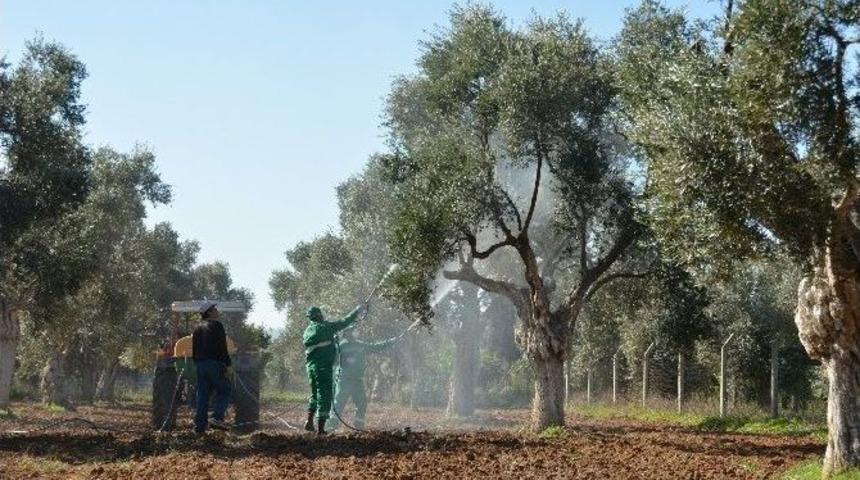 Zeytinde Halkalı Leke Hastalığıyla M&uuml;cadele