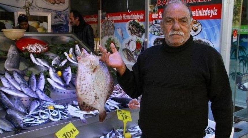 Tezgahlarda Balık Bereketi