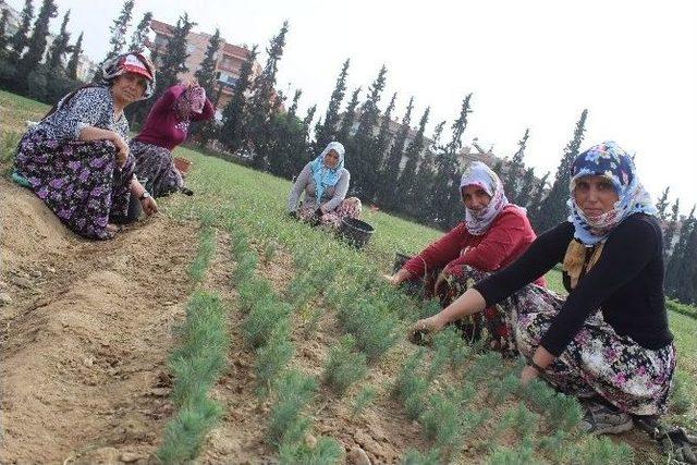 Elleri Nasırlı Ama Onlar Oksijen Melekleri