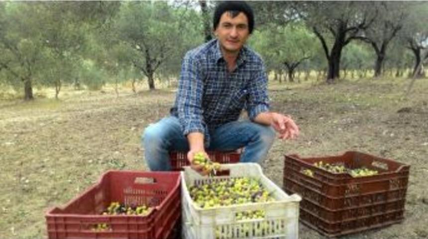 Kırkağa&ccedil;&rsquo;ta Zeytin Hasadı Başladı