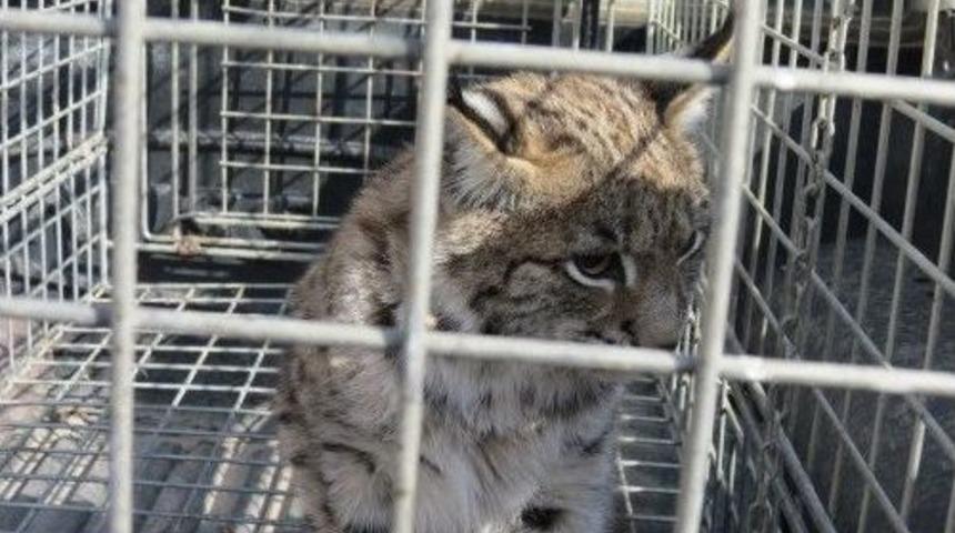 Yaralı Vaşak Yavrusuna Şefkat Eli